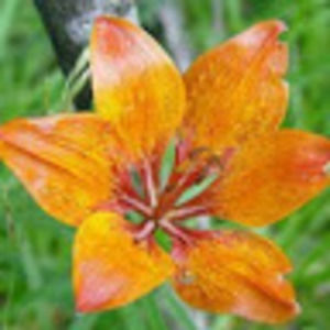 Meet your Posher, Isabel